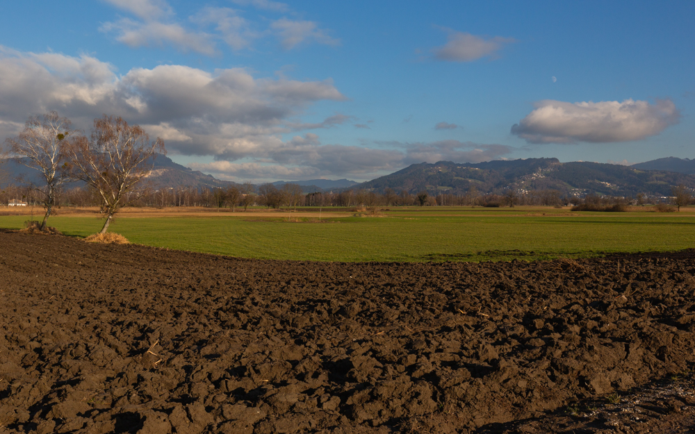 Lauteracherried im Jänner 46